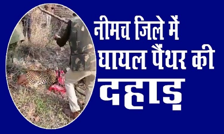 OMG ! चाय की चुस्की और खूंखार जानवर की आहट, मौके पर देखा, तो उड़े वनकर्मियों के भी होश, पैंथर की जोरदार दहाड़, और नीमच से उज्जैन तक मची खलबली, फिर रेस्क्यू टीम की कड़ी मशक्कत, मामला ग्राम बसेड़ीभाटी क्षेत्र का, खबर पढ़ने के साथ देखें ये EXCLUSIVE VIDEO