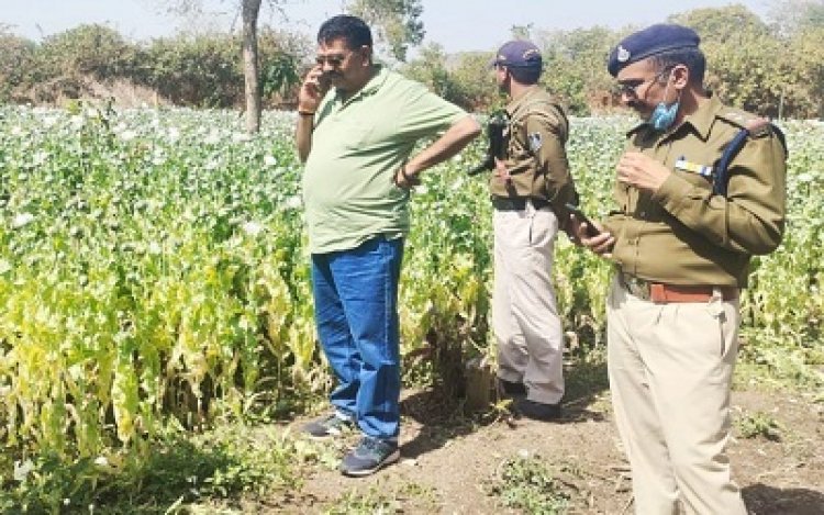 BIG BREAKING: काले सोने की अवैध खेती पर CBN की फिर बड़ी कार्यवाही, मौके पर पहुंचे टीम के सदस्य, नष्टीकरण की प्रक्रिया शुरू, पढ़े खबर