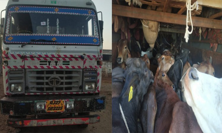 BIG NEWS: ट्रक में लोड किए गौवंश, और महाराष्ट्र तक तस्करी का सफर, बीच में मिली YD नगर पुलिस, फिर ताबड़तोड़ कार्यवाही, मौके से मंदसौर के तीन आरोपी गिरफ्तार, पढ़े ये खबर