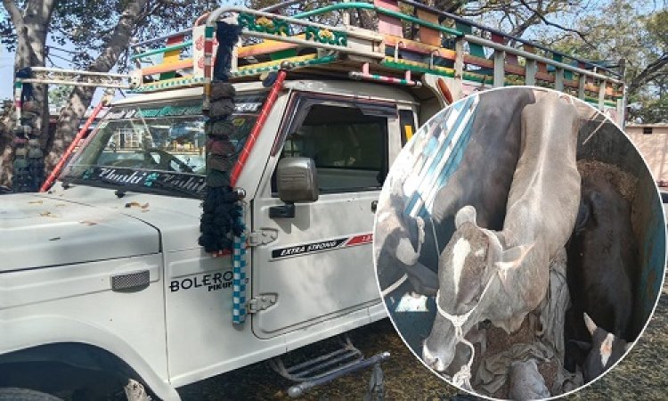 BIG NEWS: राजस्थान से नीमच होते हुए महाराष्ट्र तक तस्करी, हाईवे पर मिली मल्हारगढ़ पुलिस, फिर ताबड़तोड़ कार्यवाही, गौवंश मुक्त, तो पिकअप जब्त, नाबालिग सहित तीन गिरफ्तार, पढ़े नरेंद्र राठौर की खबर