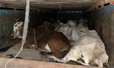 BIG NEWS: अवैध गौवंश की तस्करी, अफजलपुर पुलिस ने रोका, तो भागे तस्कर, पीछा कर जावरा के लियाकत को पकड़ा, गाय-केड़े बरामद, अब बोतलगंज के रफिक की तलाश, पढ़े खबर