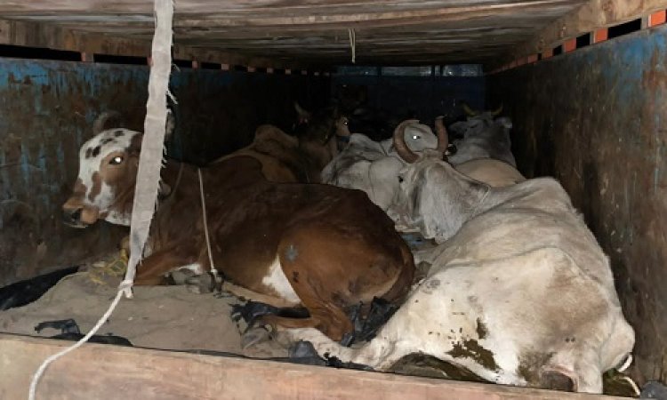 BIG NEWS: अवैध गौवंश की तस्करी, अफजलपुर पुलिस ने रोका, तो भागे तस्कर, पीछा कर जावरा के लियाकत को पकड़ा, गाय-केड़े बरामद, अब बोतलगंज के रफिक की तलाश, पढ़े खबर