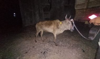 NEWS: रात का अंधेरा और मंदिर के पुजारी ने सुनी आवाज, फिर किया जीव दया का अनुकरण उदाहरण पेश, पढ़े खबर