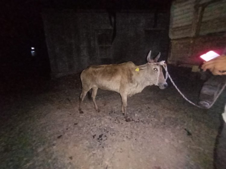 NEWS: रात का अंधेरा और मंदिर के पुजारी ने सुनी आवाज, फिर किया जीव दया का अनुकरण उदाहरण पेश, पढ़े खबर