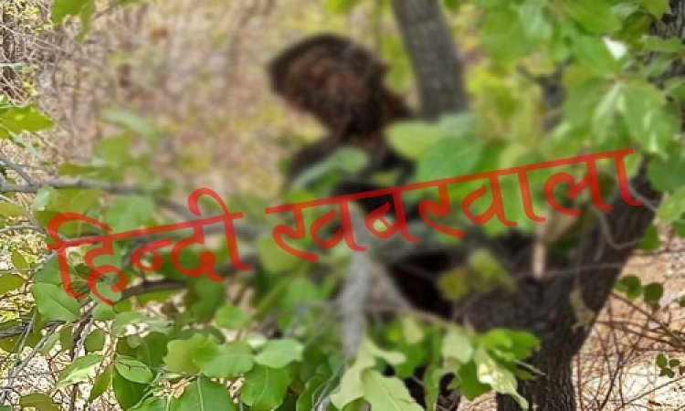 BIG BREAKING: कास्बी के जंगलों में पेड़ पर मिली लाश, चौकीदार ने देखा, तो पुलिस को दी सूचना, कई दिनों पुराना शव लटका-लटका ही सूखा, मामला जीरन थाना क्षेत्र का, पढ़े ये खबर