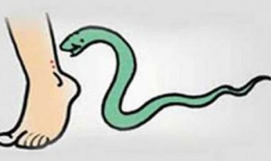 OMG ! घर में काम करती महिला, अचानक इसने फैलाएं फन, और डस लिया पैर पर, हालत गंभीर, तो परिजन लाएं जिला अस्पताल, उपचार भी शुरू, मामला- जावद थाना क्षेत्र का, पढ़े ये खबर