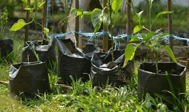 NEWS: पर्यावरण मित्र संस्था की पहल, मनासा में सदस्य वितरित करेंगे पौधे, तीन दिनों तक ये रहेगा विशेष, पढ़े मनीष जोलान्या की खबर