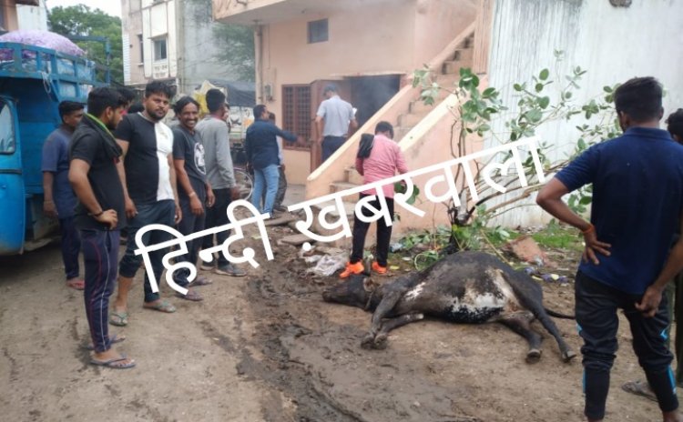 NEWS: कुमारिया विरान में अचानक फैला करंट, दो गायों की मौत, तो दो की इस दल ने बचाई जान, बिजली विभाग की टीम पहुंची मौके पर, और फिर...! ,पढ़े खबर