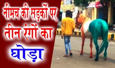 WOW ! नीमच में अनोखा नजारा, सड़कों पर चलता दिखा तीन रंग का घौड़ा, जब पड़ी नजर, तो हटने का नाम नहीं, आप भी देखते ही कहेंगे वाह-वाह, क्या है माजरा...! पढ़े ये खबर