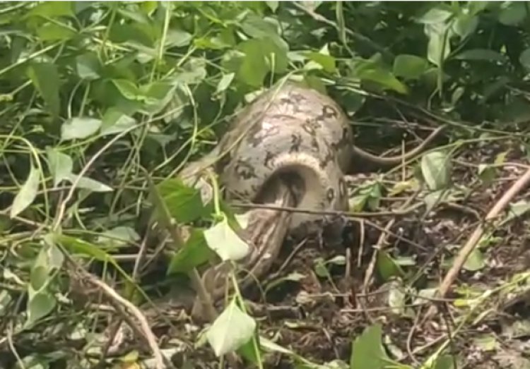 OMG ! झाड़ियों में दिखा अजगर, तो ग्राम मालाहेड़ा में फैली दहशत, फिर वन-विभाग को मिली सूचना, मौके पर पहुंची रेस्क्यू टीम, और फिर...! पढ़े ये खबर
