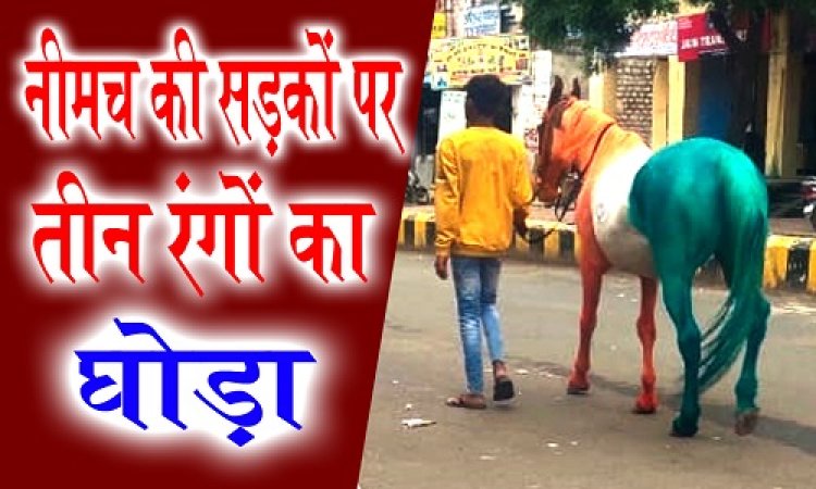 WOW ! नीमच में अनोखा नजारा, सड़कों पर चलता दिखा तीन रंग का घौड़ा, जब पड़ी नजर, तो हटने का नाम नहीं, आप भी देखते ही कहेंगे वाह-वाह, क्या है माजरा...! पढ़े ये खबर