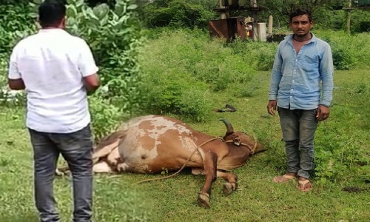 BIG NEWS: करंट की चपेट में आने से गाय की मौत, सरपंच राठौर को मिली सूचना, तत्काल पहुंचे ग्राम लेवड़ा, इन अधिकारीयों से किया संपर्क, फिर किसान को दिया ये आश्वासन, क्या विधुत विभाग की लापरवाही से हादसा..! पढ़े ये खबर