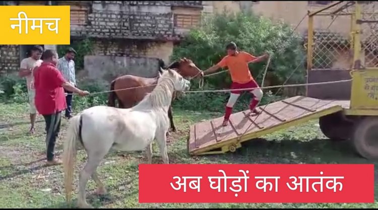 BIG NEWS : पहले नीमच में कुत्तो ओर मवेशियों का आतंक,अब घोड़ो ने भी मचाया उत्पात,फिर हुई शिकायते,तो नपा अमले ने लगाई दौड़,मशक्कत के बाद ऐसे लिया कब्जे में,तो आई जान में जान,पढ़े मनीष राव की ये खबर