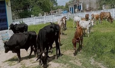 NEWS: लम्पी वायरस से बचाव, ग्राम सेमली चंद्रावत में अपनाया ये तरीका, गायों को एक जगह किया एकत्रित, और फिर...! किस टीम का रहा अहम योगदान, पढ़े ये खबर