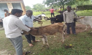 NEWS: लम्पी वायरस का बढ़ता खतरा, एक्शन मोड में जिला प्रशासन, चीताखेड़ा में सैकड़ों गौवंश को लगाया टीका, क्या बोले पशु चिकित्सक, पढ़े खबर