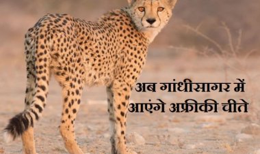 BIG NEWS: दूसरे चरण में गांधी सागर में आएंगे अफ्रीकी चीते, इतने नर, तो इतने मादा लाने की तैयारी, नामीबिया के जंगलों में TIGER के साथ रहा जावरा का ये युवक, पढ़े खबर