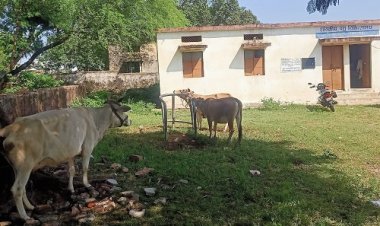 WOW ! नीमच जिले में लम्पी का प्रकोप, चीताखेड़ा से मिली GOOD NEWS...! किसने दें डाली वाइरस को टक्कर, पढ़े खबर