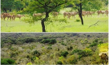 WOW ! अब गांधी सागर बनेगा अफ्रीकी चीतों का नया ठिकाना, इतने नर-मादा TIGER अफ्रीका से लाने की तैयारी, क्यों  अनुकूल है यह अभयारण्य, पढ़े ये खबर