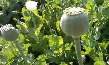 BIG BREAKING: नई अफीम नीति घोषित, अब किसान देंगे इतना औसत, तो मिलेंगे इतनी आरी के लायसेंस, काश्तकारों के लिए क्या है खास...!  के पढ़े ये खबर