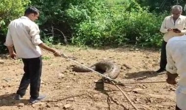 OMG ! खेत पर पहुंचा किसान, तो विशालकाय अजगर पर पड़ी नजर, देखते ही खड़े हुए रौंगटे, सूचना मिलते ही मौके पर आई ये टीम, मामला- कुकड़ेश्वर थाना क्षेत्र का, पढ़े खबर