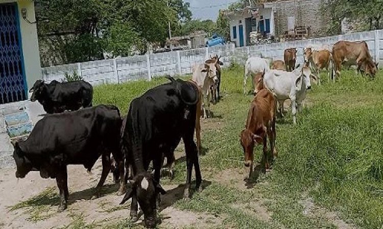 NEWS: लम्पी वायरस से बचाव, ग्राम सेमली चंद्रावत में अपनाया ये तरीका, गायों को एक जगह किया एकत्रित, और फिर...! किस टीम का रहा अहम योगदान, पढ़े ये खबर