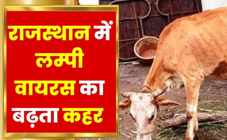 BIG REPORT: राजस्थान में लंपी बरपा रहा कहर, अब तक 50 हजार से अधिक गायों की मौत, जाने क्या है वायरस का सच, और क्या हो सकती है महामारी घोषित...! पढ़े ये खबर
