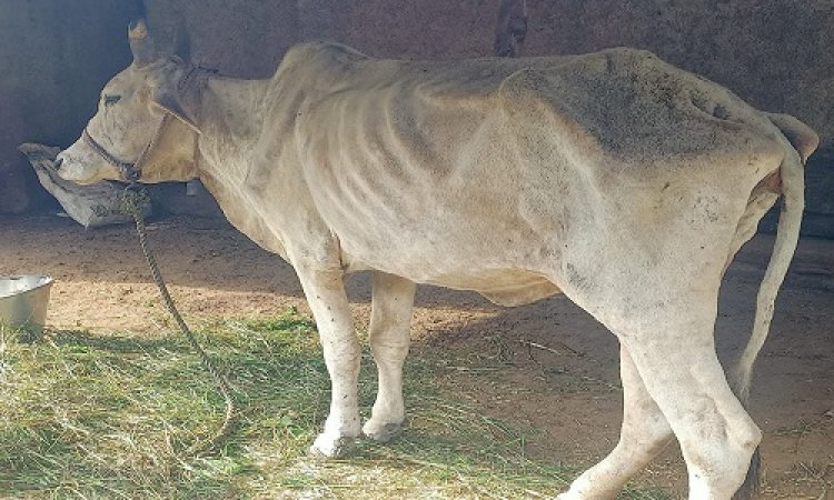 OMG ! नीमच जिले में लंपी वायरस ने पसारे पैर, चीताखेडा क्षेत्र में इतनी गायों में दिखाई दिए लक्षण, सूचना के बाद ये टीम हुई एक्टिव, पढ़े खबर