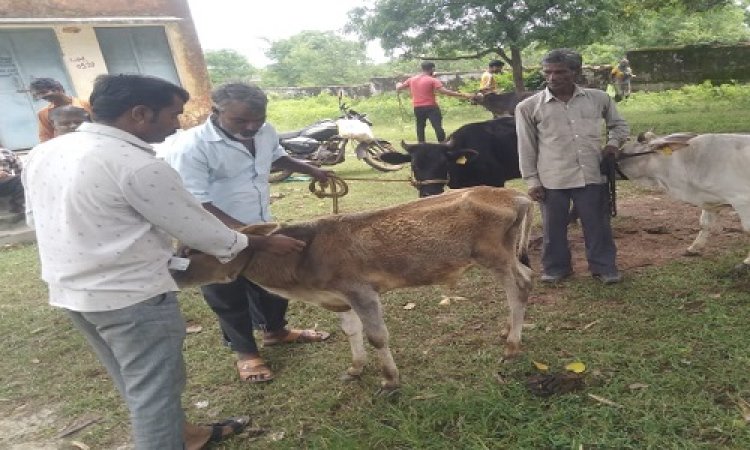 NEWS: लम्पी वायरस का बढ़ता खतरा, एक्शन मोड में जिला प्रशासन, चीताखेड़ा में सैकड़ों गौवंश को लगाया टीका, क्या बोले पशु चिकित्सक, पढ़े खबर
