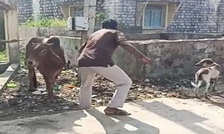 NEWS: गायों में बढ़ता लम्पी का खतरा, विहिप कार्यकर्ता पहुंचे ग्राम भाटखेड़ी, चलाया ये बड़ा अभियान, पढ़े मनीष जोलान्या की खबर