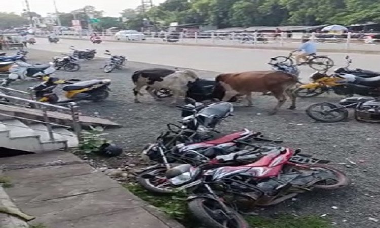 OMG ! BSNL ऑफिस के बाहर वाहनों का जमावड़ा, अचानक दो सांडों ने मचाया तांडव, मची अफरा-तफरी, क्या से क्या हो गए हालात...! पढ़े खबर