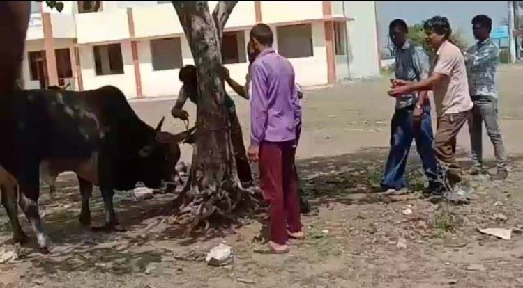 NEWS: ग्राम कुंडला में पशुओं को लगाए लंपी वायरस से बचाव के टीके, सींग पर लाल रंग से बनाया निशान, पढ़े खबर