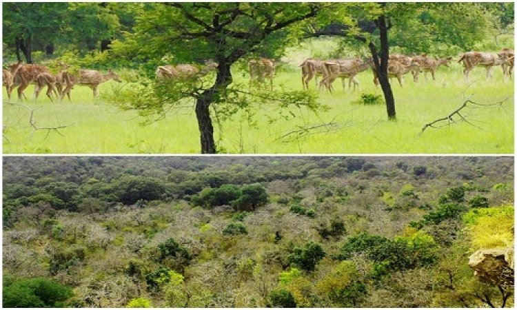 WOW ! अब गांधी सागर बनेगा अफ्रीकी चीतों का नया ठिकाना, इतने नर-मादा TIGER अफ्रीका से लाने की तैयारी, क्यों अनुकूल है यह अभयारण्य, पढ़े ये खबर