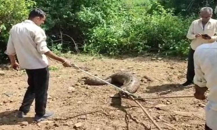 OMG ! खेत पर पहुंचा किसान, तो विशालकाय अजगर पर पड़ी नजर, देखते ही खड़े हुए रौंगटे, सूचना मिलते ही मौके पर आई ये टीम, मामला- कुकड़ेश्वर थाना क्षेत्र का, पढ़े खबर