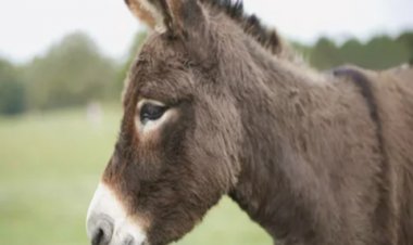 OMG ! एक पाकिस्तानी गधे के चक्कर में हुई 51 लोगों की हत्या...! हैरान कर देगा वायरल वीडियों का सच, पढ़े खबर