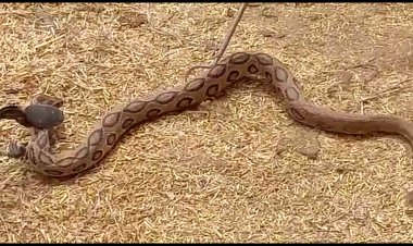 NEWS: ग्राम परोत पिपलिया में दिखा रसेल वाइपर सांप, इलाके में दहशत, फिर मौके पर पहुंची वन विभाग की टीम, किया ये बड़ा रेस्क्यू, पढ़े मनीष जोलान्या की खबर