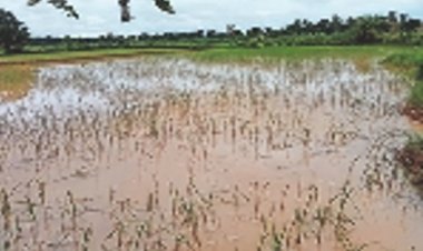 BIG NEWS: जिले में मूसलादार बारिश, फसलों को पहुंच रहा नुकसान, किसान भाई तुरंत देवें सूचना, तो खेतों में सर्वे के लिए पहुंचेगी टीम, यहां करें संपर्क, पढ़े खबर