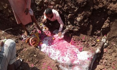 NEWS: लम्पी वायरस से बैल की मौत, मालिक ने निकाली बैंड बाजों के साथ निकाली अंतिम यात्रा, पढ़े नरेंद्र राठौर की खबर