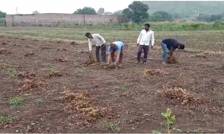 NEWS: जिले में लगातार बारिश का दौर, सोयाबीन की फसल में नुकसान, तो किसान हुए परेशान, वित्तमंत्री से की मुहावजे की मांग, पढ़े खबर