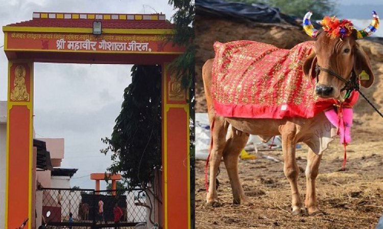 NEWS: गोपाष्टमी पर्व, गौवंश का विशेष श्रृंगार, सैकड़ो क्विंटल लापसी का आहार, जीरन में मालवांचल का अनूठा आयोजन, गौमाता के लिए भव्य अन्नकूट, पढ़े खबर