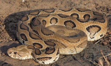 BIG NEWS: मनासा के परोत पिपलिया गांव में दिखा रसैल वाईपर सांप, ग्रामीणों में दहशत, सूचना मिली, तो पहुंची वन विभाग की टीम, किया बड़ा रेस्क्यू...! पढ़े मनीष जोलान्या की खबर