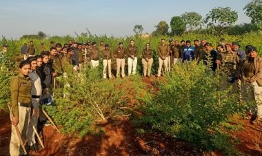 BIG BREAKING: रामपुरा क्षेत्र के इस गांव में अवैध अफीम और गांजे की खेती, सूचना पर SP के निर्देश, फिर दो थानों की टीम की ताबड़तोड़ कार्यवाही, बड़ी मात्रा में मादक पदार्थ जप्त, पढ़े ये खबर