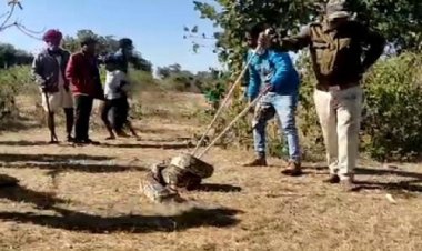 OMG ! ग्राम गायरी गुड़ा में दिखा 15 फीट लंबा अजगर, ग्रामीणों में दहशत, फिर मौके पर पहुंची वन विभाग की टीम, घंटों तक चला रेस्क्यू, पढ़े खबर