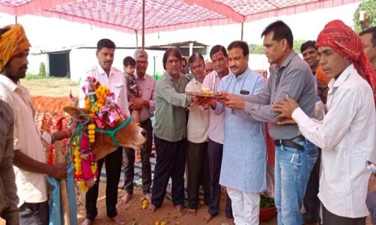 NEWS: जीरन की श्री महावीर गौशाला में धूमधाम से मनाया गोपाष्टमी पर्व, गौमाता के लिए अन्नकूट का भव्य आयोजन, क्विंटलों में गुड़ की लापसी व कच्ची सब्जियों का कराया आहार, इस तरह सजाया गायों को, पढ़े खबर