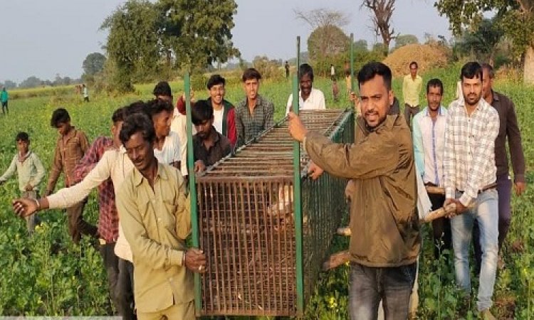 OMG ! ग्राम बिलवास में खूंखार जानवर की दहशत, वन विभाग की टीम पहुंची मौके पर, रेस्क्यू के बाद 2 क्विंटल की मंडराती मौत पिंजरे में हुई कैद, पढ़े रुपेश सारू की खबर