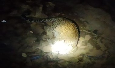 BIG NEWS: देर शाम खेत पर गया किसान, जब आई अजीबों-गरीब आवाज, तो कुएं में पड़ी नजर, फिर मची अफरा-तफरी, वन विभाग की टीम भी पहुंची मौके पर, किस खूंखार जानवर को निकाला बाहर, पढ़े ये खबर