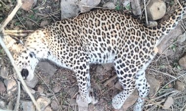 BIG BREAKING: बेरहम शिकारियों ने तेंदुएं को उतारा मौत के घाट, सुबह होते ही इलाके में अफरा-तफरी, एक संदिग्ध से पूछताछ...! वन विभाग की जांच शुरू, मामला रामपुरा थाना क्षेत्र का, पढ़े रुपेश सारू की खबर