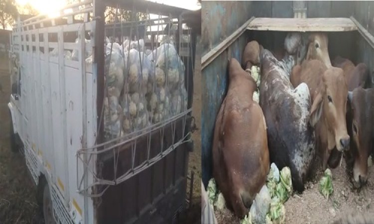 BIG NEWS: चीताखेड़ा में चैकिंग पॉइंट, और सामने से आती पिकअप, चालक की पुलिस पर पड़ी नजर, तो खेतों में लगाई दौड़, वाहन की तलाशी में खुला राज, पढ़े खबर