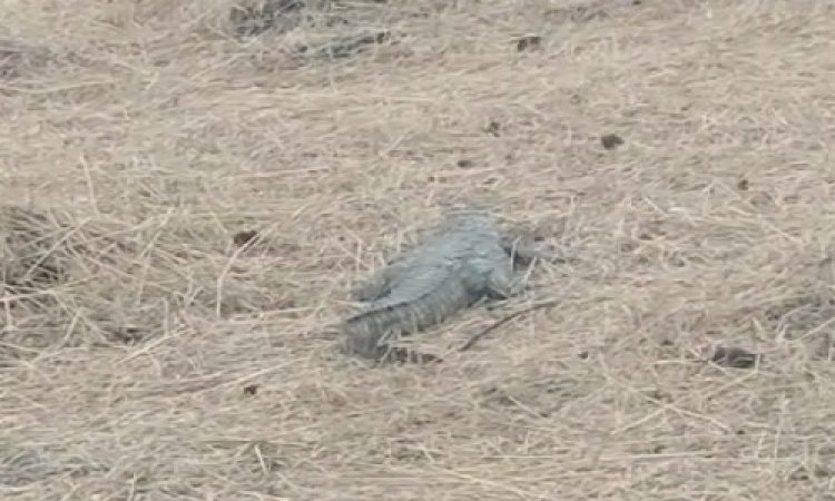 OMG ! ग्राम कड़ीखुर्द में दहशत फैलता मगर, वन विभाग को मिली सूचना, और मौके पर पहुंची टीम, जैसे ही शुरू किया रेस्क्यू, तो ग्रामीणों के भी उड़े होश...! आखिर ऐसा क्या हुआ, पढ़े मनीष जोलान्या की खबर