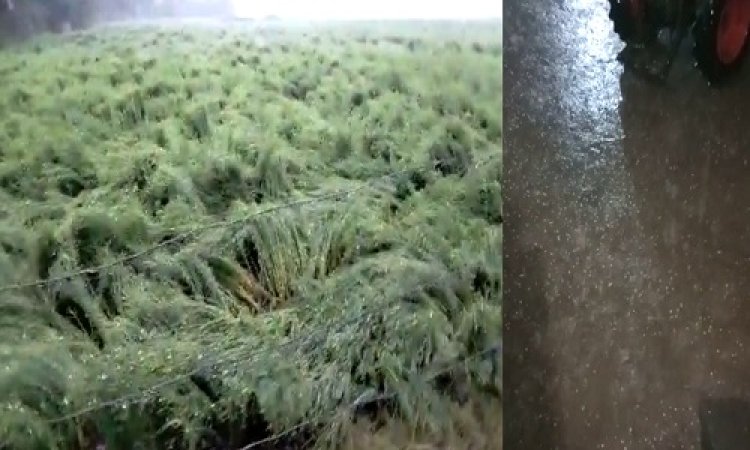 OMG ! नीमच जिले में बेमौसम बरसात, मनासा क्षेत्र में किसान मायूंस, खेत में खड़ी फसल को नुक्सान, देर रात आसमान से बरपा कहर, पढ़े खबर