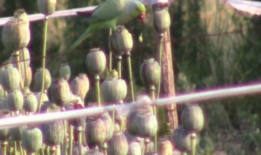 NEWS : तोते बने नशेड़ी करते अफीम का नशा फसल को कर रहे है चट, किसान परेशांन, पढ़े खबर....